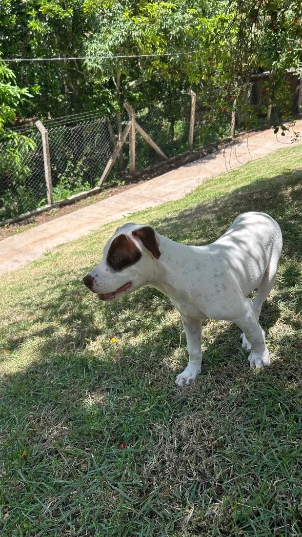 Cachorro raça SRD-ViraLata idade 7 a 11 meses nome Lucky