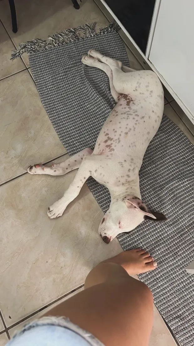 Cachorro raça SRD-ViraLata idade 7 a 11 meses nome Lucky