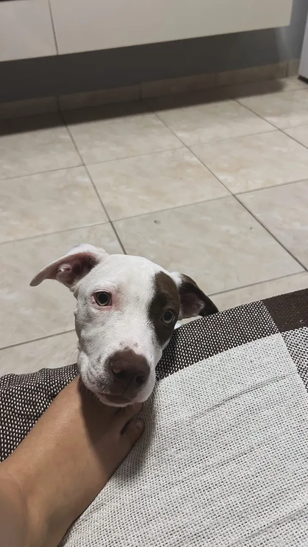 Cachorro raça SRD-ViraLata idade 7 a 11 meses nome Lucky