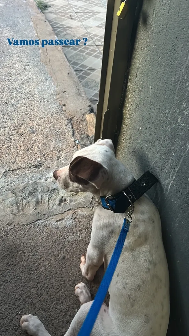 Cachorro raça SRD-ViraLata idade 7 a 11 meses nome Lucky