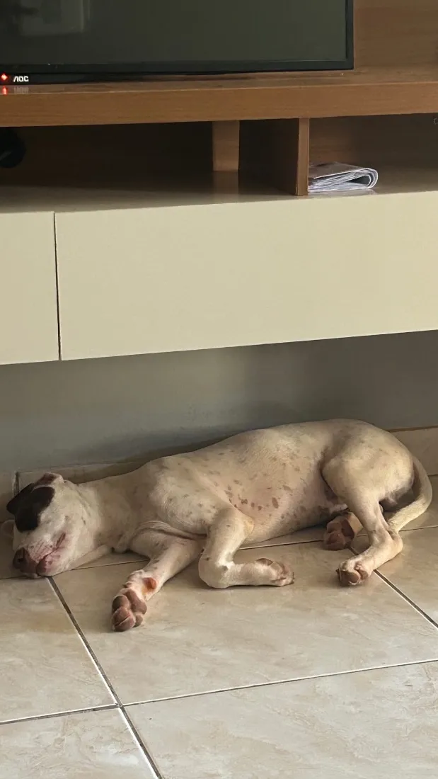 Cachorro raça SRD-ViraLata idade 7 a 11 meses nome Lucky