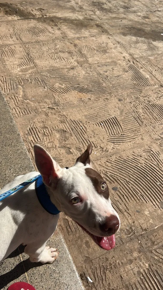 Cachorro raça SRD-ViraLata idade 7 a 11 meses nome Lucky