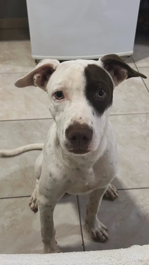 Cachorro raça SRD-ViraLata idade 7 a 11 meses nome Lucky