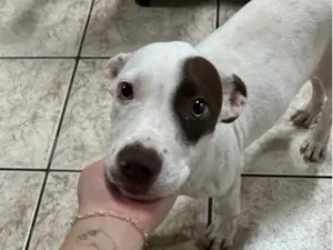 Cachorro raça SRD-ViraLata idade 7 a 11 meses nome Lucky