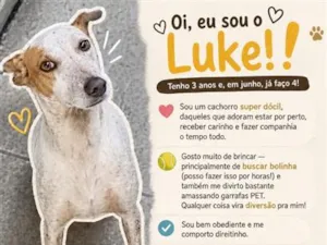Cachorro raça SRD-ViraLata idade 3 anos nome Luke