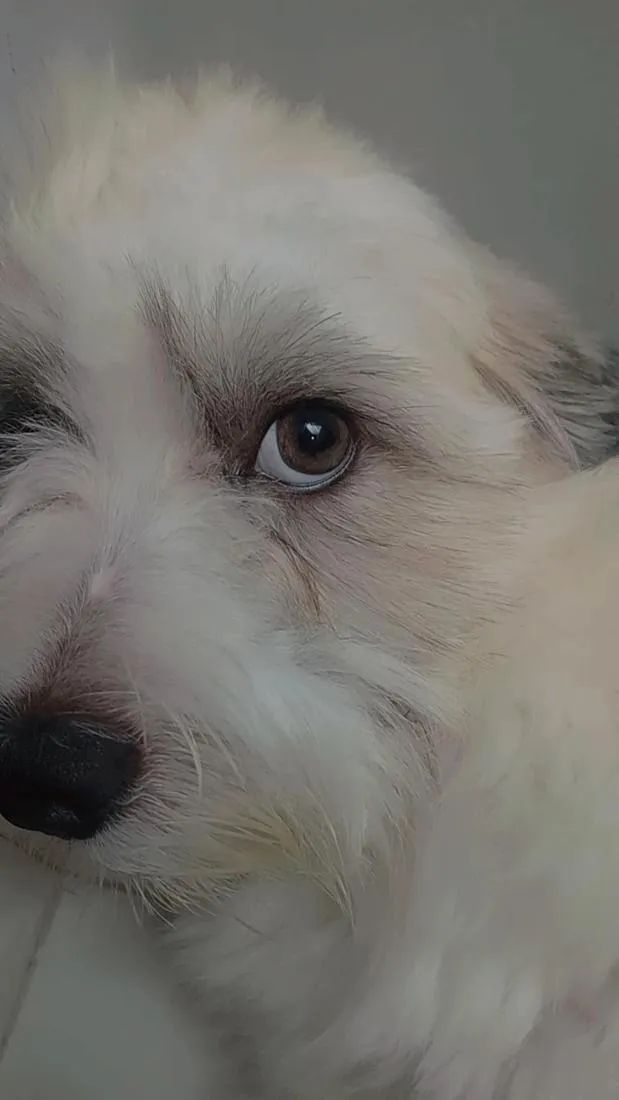 Cachorro raça Lhasa Apso idade 1 ano nome Max
