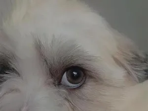 Cachorro raça Lhasa Apso idade 1 ano nome Max