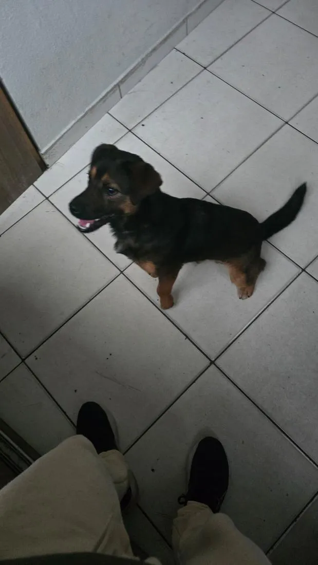 Cachorro raça SRD-ViraLata idade 1 ano nome Ralph