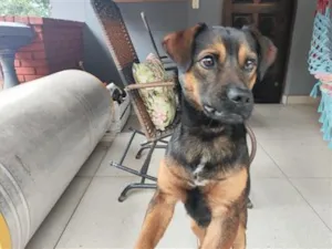 Cachorro raça SRD-ViraLata idade 1 ano nome Ralph