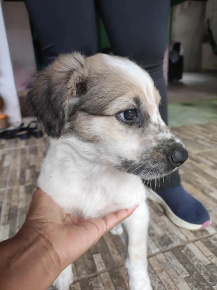 Cachorro raça SRD-ViraLata idade 2 a 6 meses nome Anita 