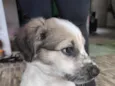 Anita 
