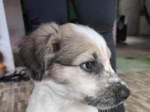 Cachorro raça SRD-ViraLata idade 2 a 6 meses nome Anita 