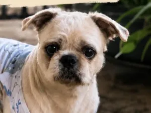 Cachorro raça Shitzu idade 4 anos nome Billy 