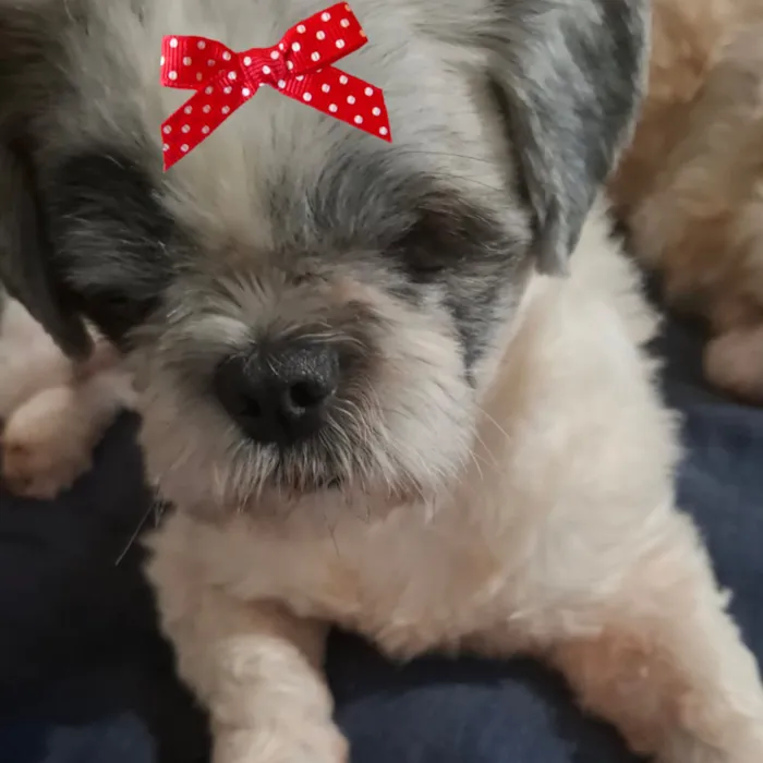 Cachorro raça Shitzu idade 1 ano nome Luna 