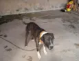 Hórus 