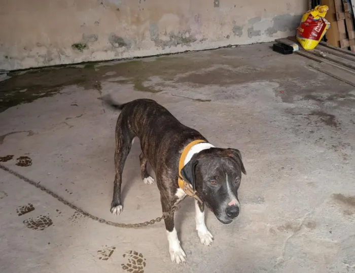 Cachorro raça SRD-ViraLata idade 2 anos nome Hórus 