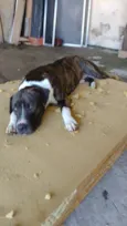 Hórus 