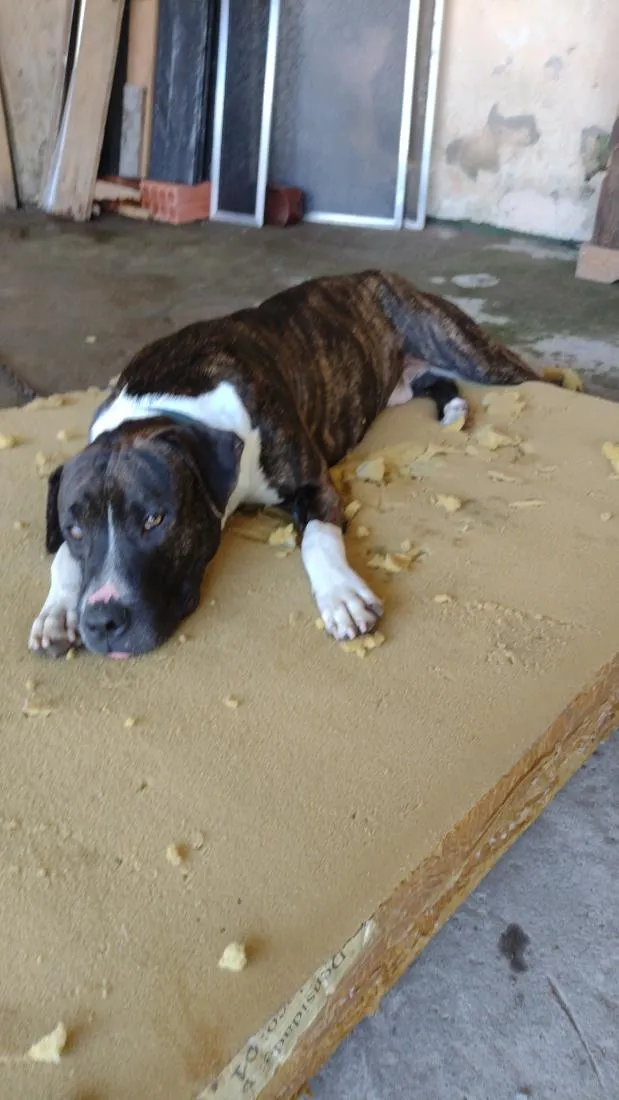 Cachorro raça SRD-ViraLata idade 2 anos nome Hórus 
