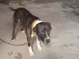 Hórus 