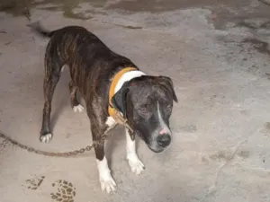 Cachorro raça SRD-ViraLata idade 2 anos nome Hórus 