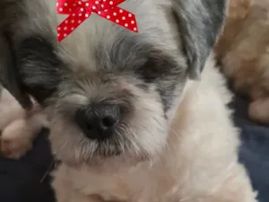 Cachorro raça Shitzu idade 1 ano nome Luna 