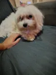 Duke