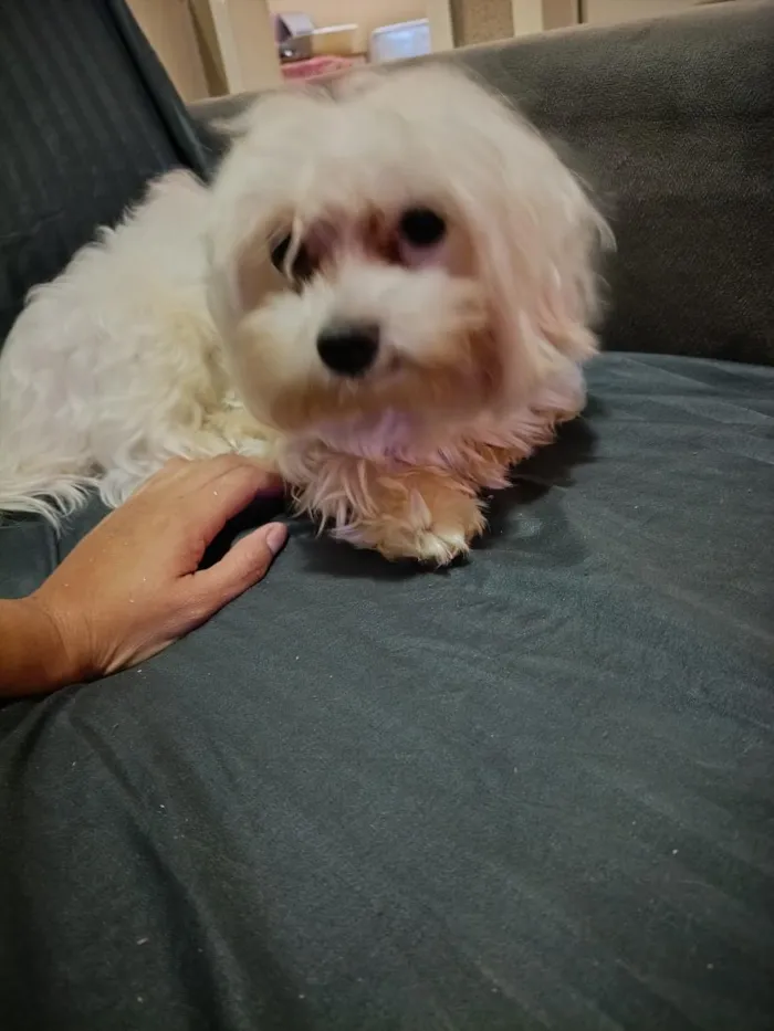 Cachorro raça Maltês idade 1 ano nome Duke