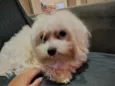 Duke