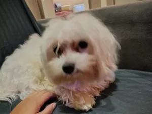 Cachorro raça Maltês idade 1 ano nome Duke