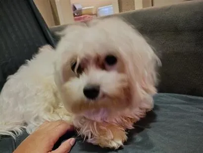 Cachorro raça Maltês idade 1 ano nome Duke
