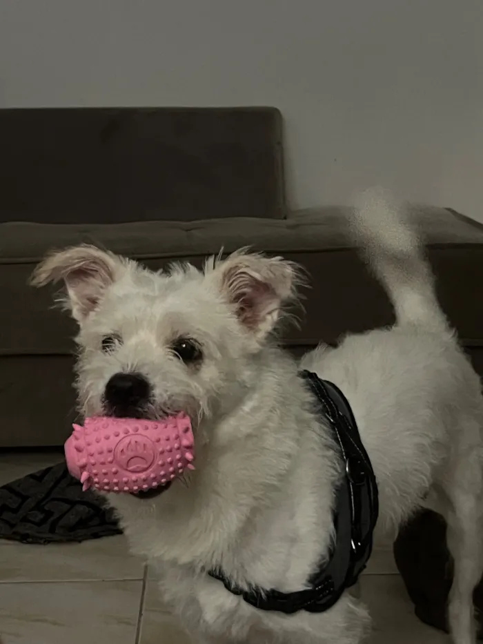 Cachorro raça SRD-ViraLata idade 2 anos nome Ubby