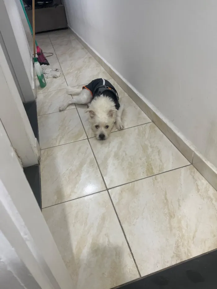 Cachorro raça SRD-ViraLata idade 2 anos nome Ubby