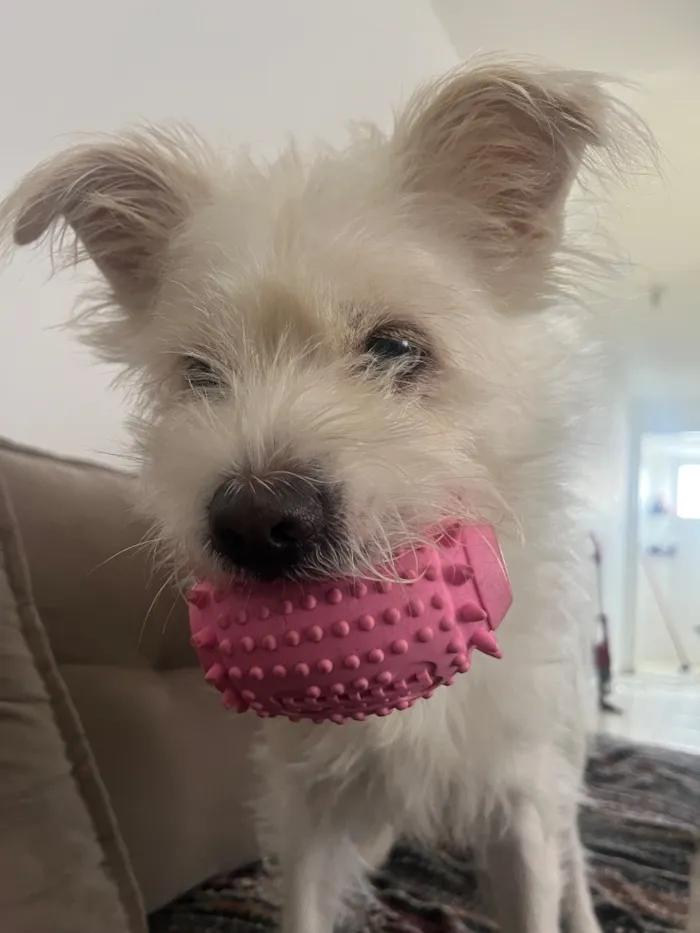 Cachorro raça SRD-ViraLata idade 2 anos nome Ubby