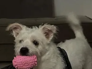 Cachorro raça SRD-ViraLata idade 2 anos nome Ubby