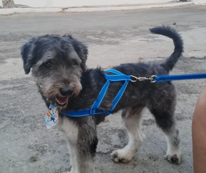 Cachorro raça SRD-ViraLata idade 1 ano nome Dom