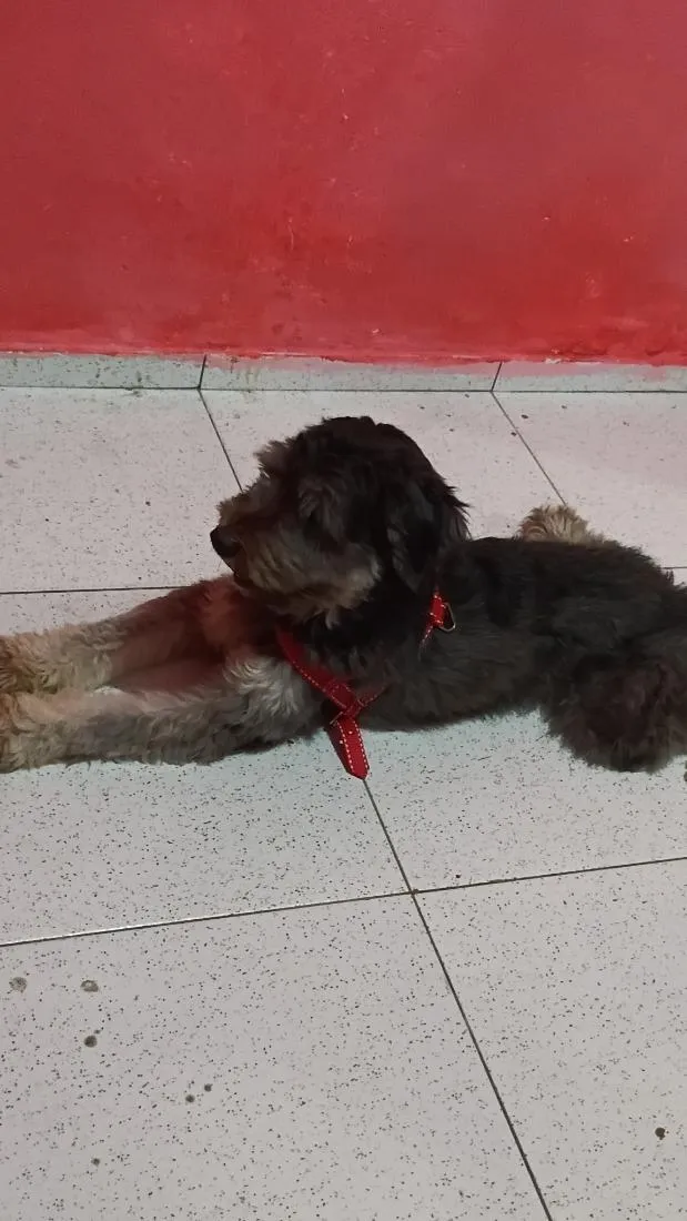 Cachorro raça SRD-ViraLata idade 1 ano nome Dom