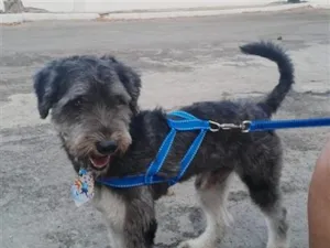 Cachorro raça SRD-ViraLata idade 1 ano nome Dom