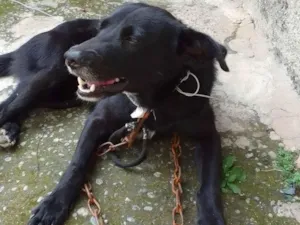 Cachorro raça SRD-ViraLata idade 2 anos nome não tem nome.