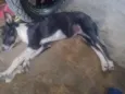 estrela 
