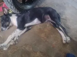 Cachorro raça SRD-ViraLata idade 2 a 6 meses nome estrela 