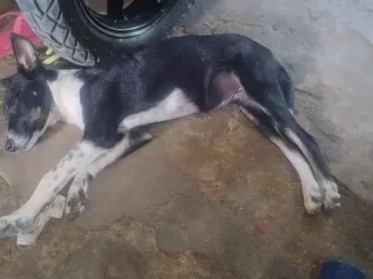 Cachorro raça SRD-ViraLata idade 2 a 6 meses nome estrela 