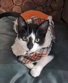 Gato raça SRD-ViraLata idade 2 a 6 meses nome KINHO