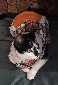 Gato raça SRD-ViraLata idade 2 a 6 meses nome KINHO
