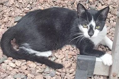 Gato raça SRD-ViraLata idade 2 a 6 meses nome KINHO