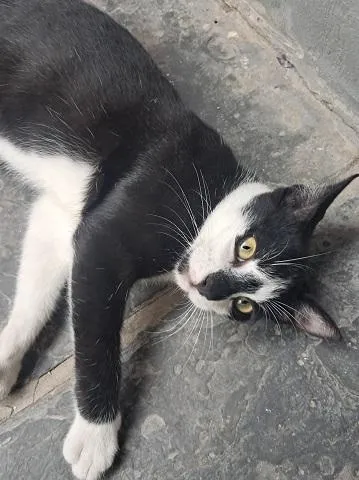 Gato raça SRD-ViraLata idade 2 a 6 meses nome KINHO