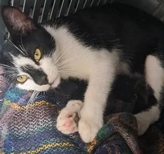 Gato raça SRD-ViraLata idade 2 a 6 meses nome KINHO