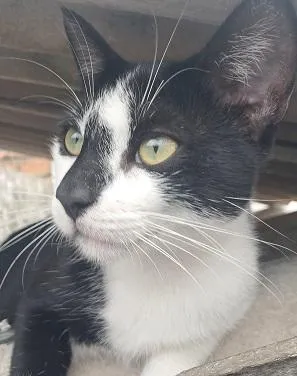 Gato raça SRD-ViraLata idade 2 a 6 meses nome KINHO