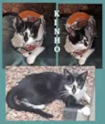 KINHO