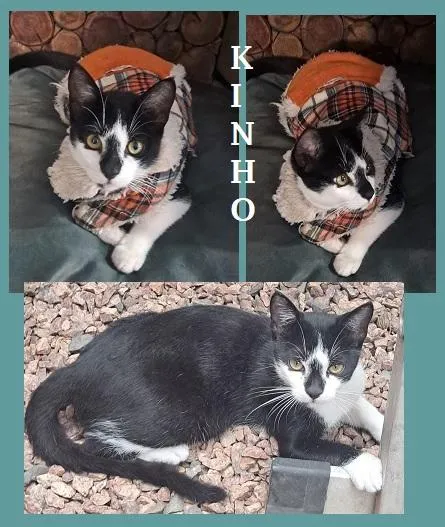 Gato raça SRD-ViraLata idade 2 a 6 meses nome KINHO