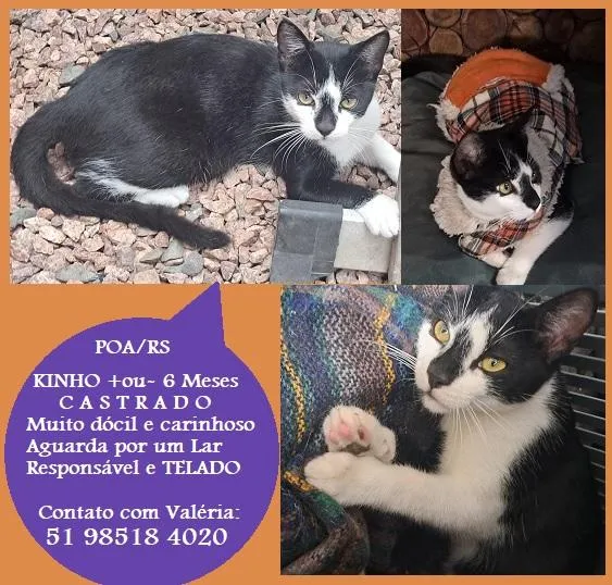Gato raça SRD-ViraLata idade 2 a 6 meses nome KINHO